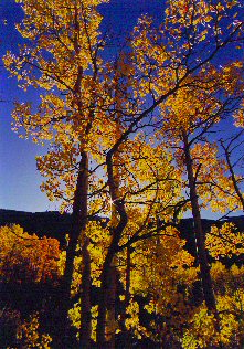 Aspens001wp.jpg