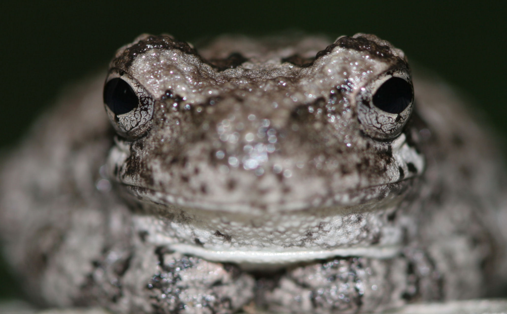 FrogEyez.jpg