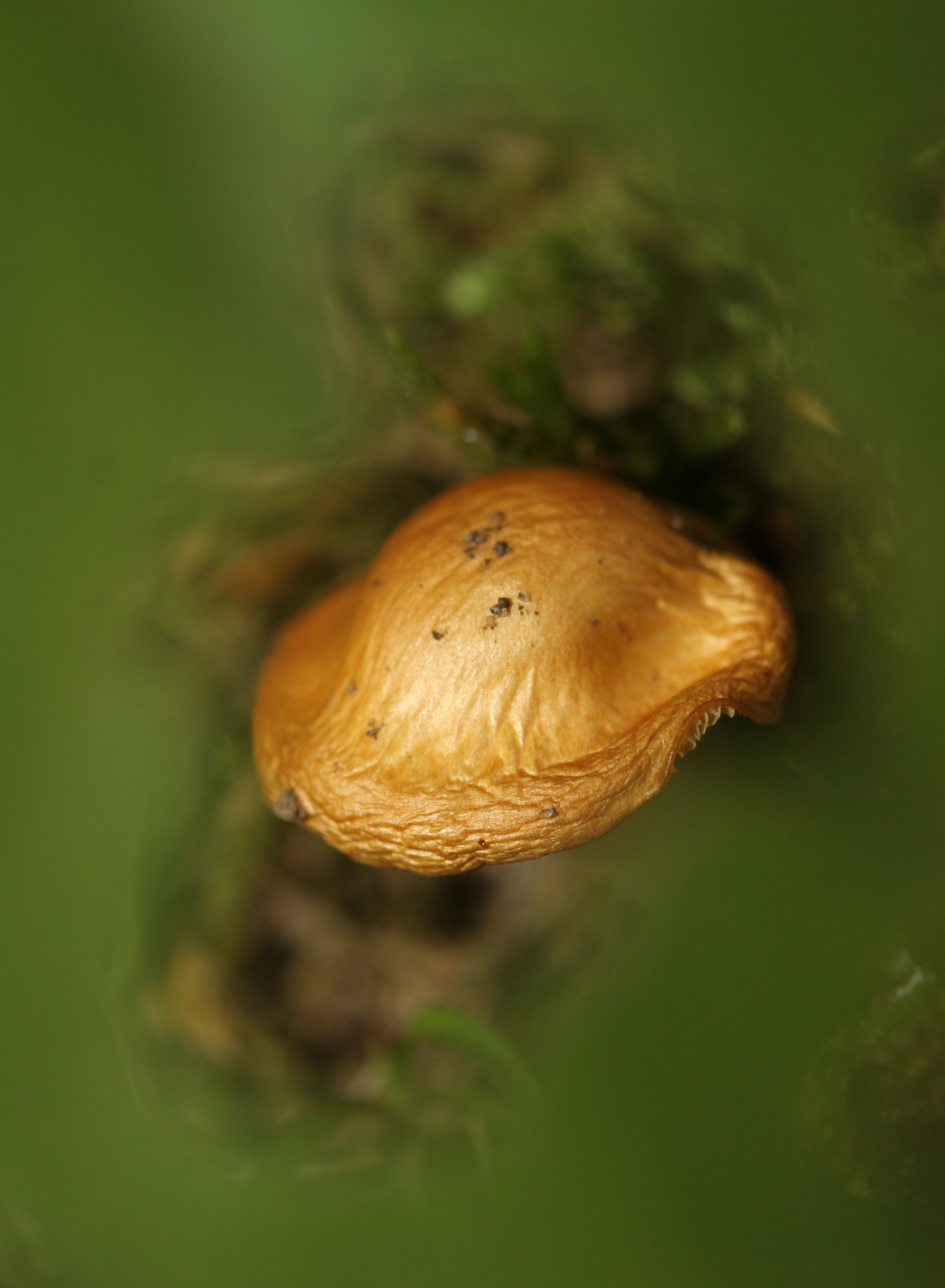 FungusAmongUs.jpg