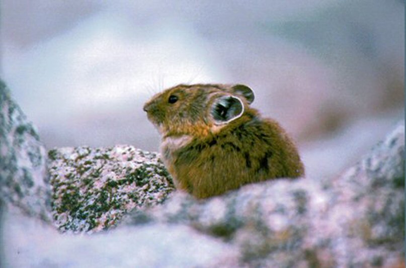 PIKA03.JPG