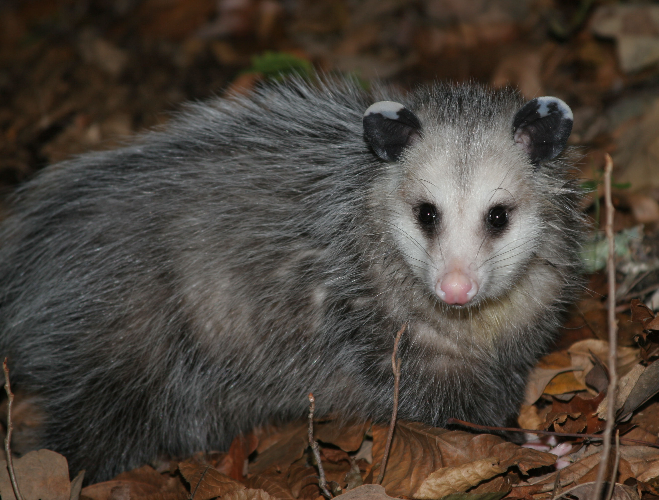 Poss.jpg